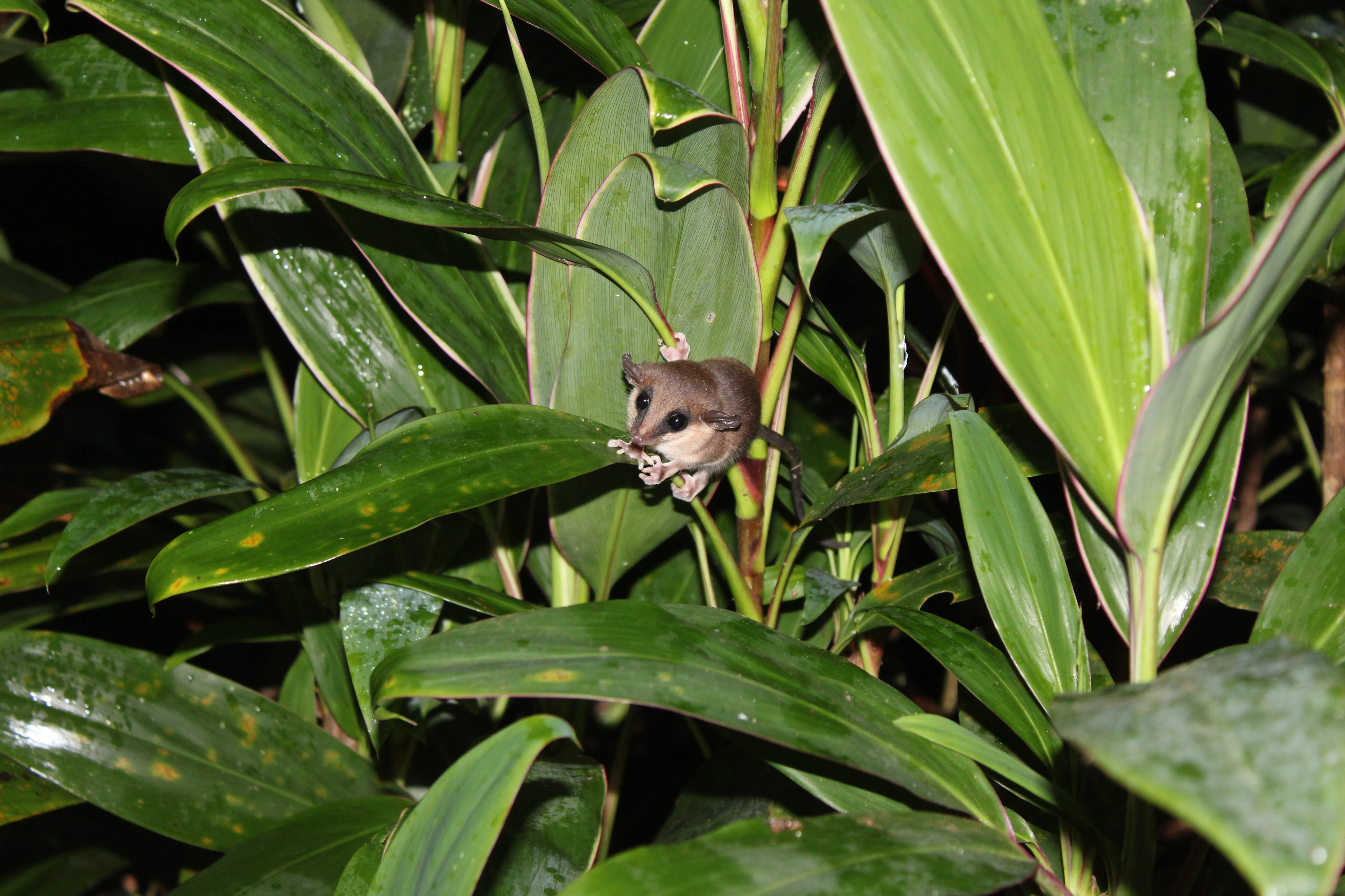 Marmosa mexicana looking for food on a bush